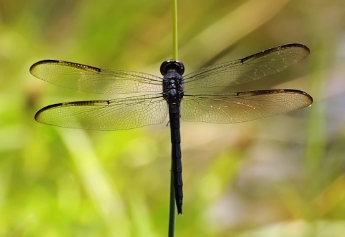 Male
2011_07_20_Floyd